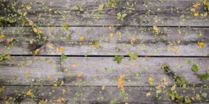 revive-your-deck-before-summer-bluenote-painting
